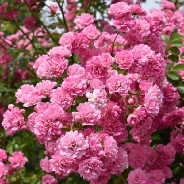 Rosa 'Minnehaha' - Rózsaszín, rambler, történelmi kúszó rózsa