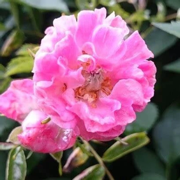 Rosa 'Minnehaha' - Rózsaszín, rambler, történelmi kúszó rózsa