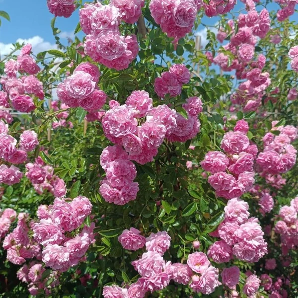 Rosa 'Minnehaha' - Rózsaszín, rambler, történelmi kúszó rózsa
