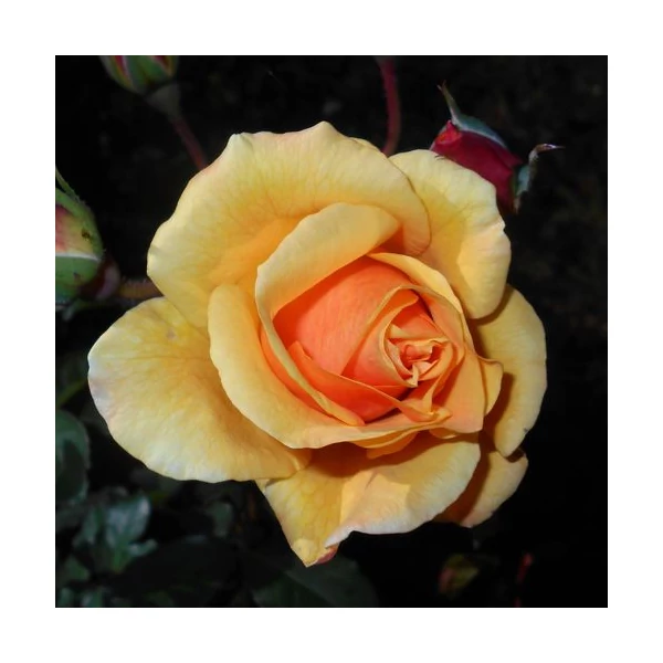 Rosa 'Postillion®' - Sárga, parkrózsa