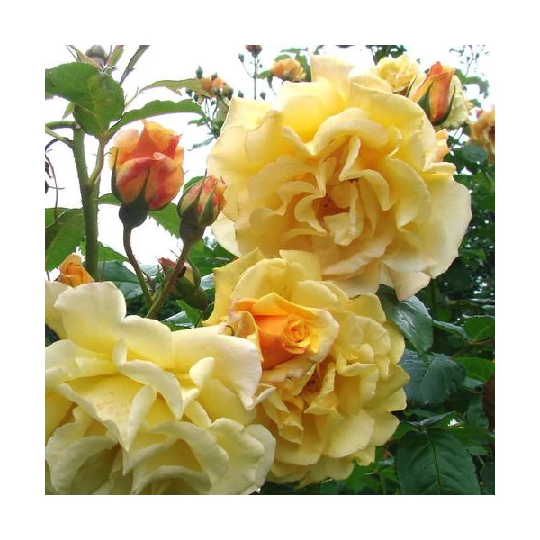 Rosa 'Postillion®' - Sárga, parkrózsa