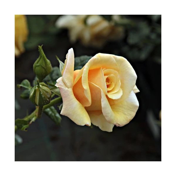 Rosa 'Postillion®' - Sárga, parkrózsa