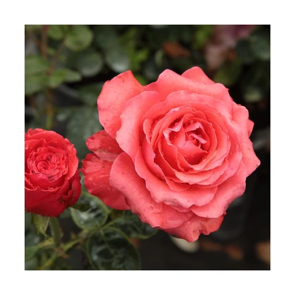 Rosa 'Señora de Bornas™' - Vörös, teahibrid rózsa