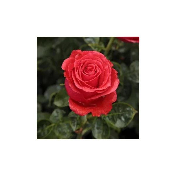 Rosa 'Señora de Bornas™' - Vörös, teahibrid rózsa