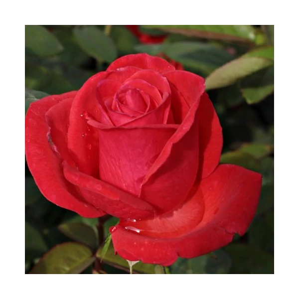 Rosa 'Señora de Bornas™' - Vörös, teahibrid rózsa