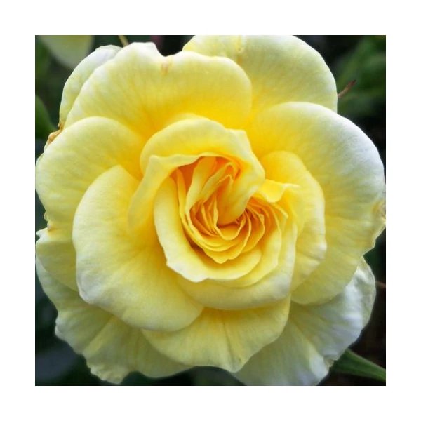 Rosa 'Summertime' - Sárga, climber futó rózsa