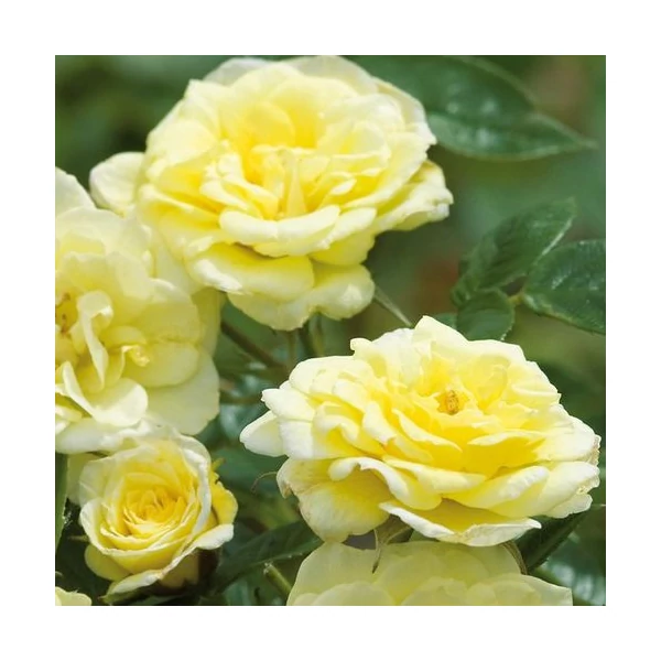 Rosa 'Summertime' - Sárga, climber futó rózsa