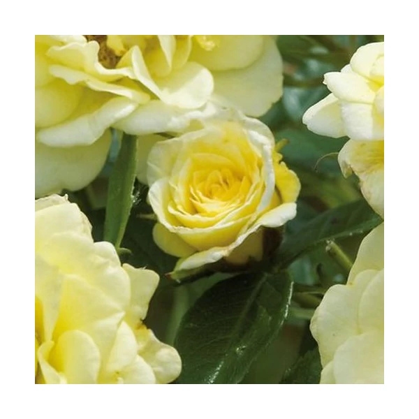 Rosa 'Summertime' - Sárga, climber futó rózsa