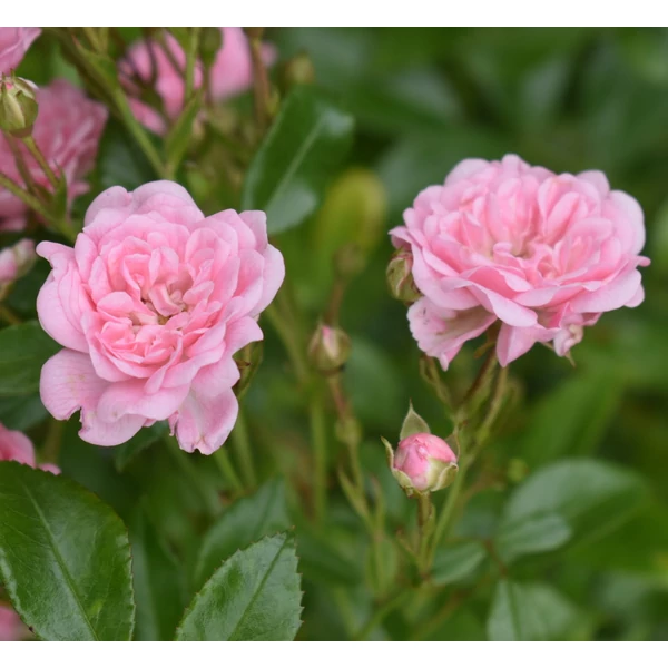 Rosa 'The Fairy' - Rózsaszín, talajtakaró rózsa