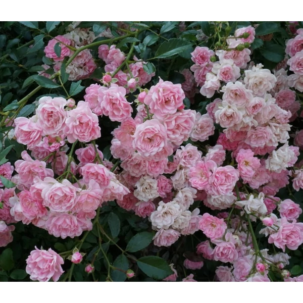 Rosa 'The Fairy' - Rózsaszín, talajtakaró rózsa