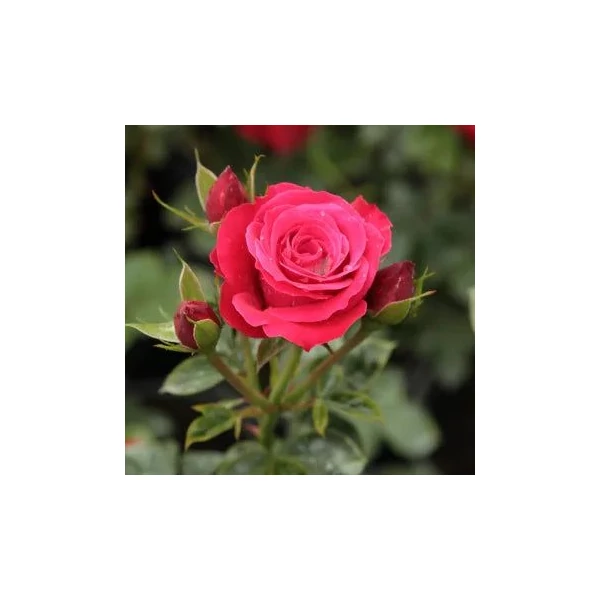 Rosa 'Zebrina™' - Vörös, climber, futó rózsa