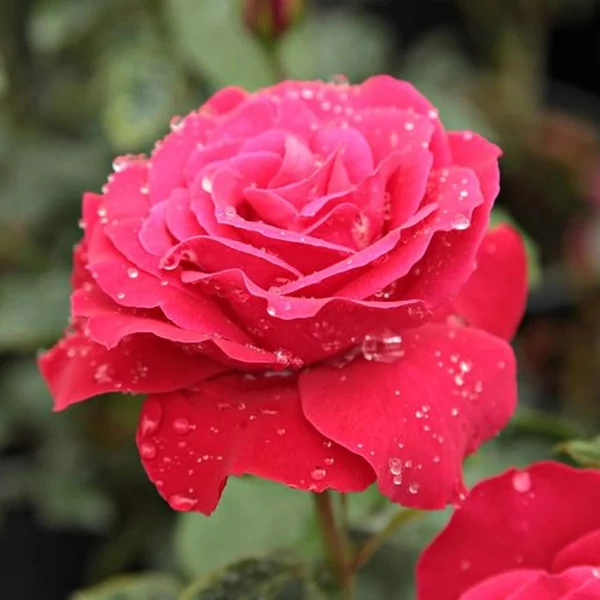 Rosa 'Zebrina™' - Vörös, climber, futó rózsa