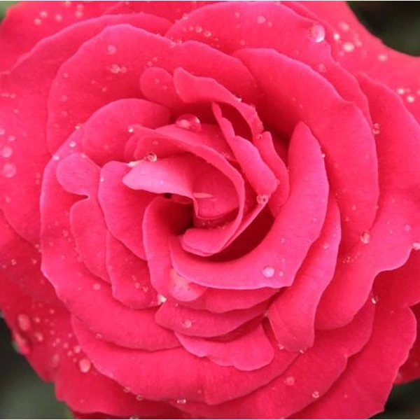Rosa 'Zebrina™' - Vörös, climber, futó rózsa