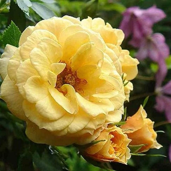 Rosa 'Zorba™' - Sárga, climber futó rózsa