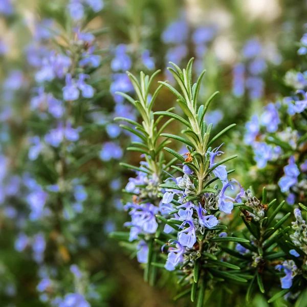 Rosmarinus officinalis - Rozmaring