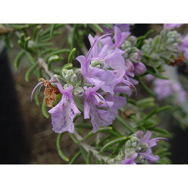 Rosmarinus officinalis - Rozmaring