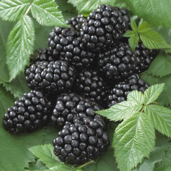 Rubus fruticosus 'Black Satin' - Tüskétlen Fekete szeder