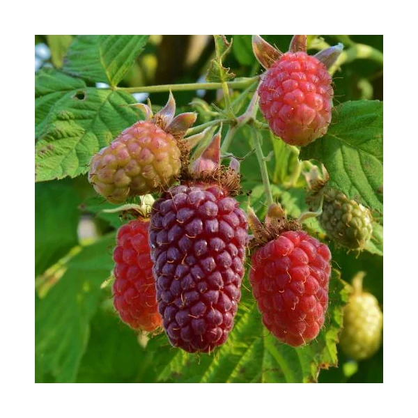 Rubus fruticosus × idaeus 'Buckingham' - Szedermálna, tüske nélküli