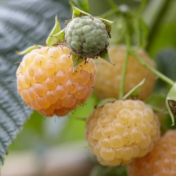 Rubus idaeus 'Golden Bliss' - Málna