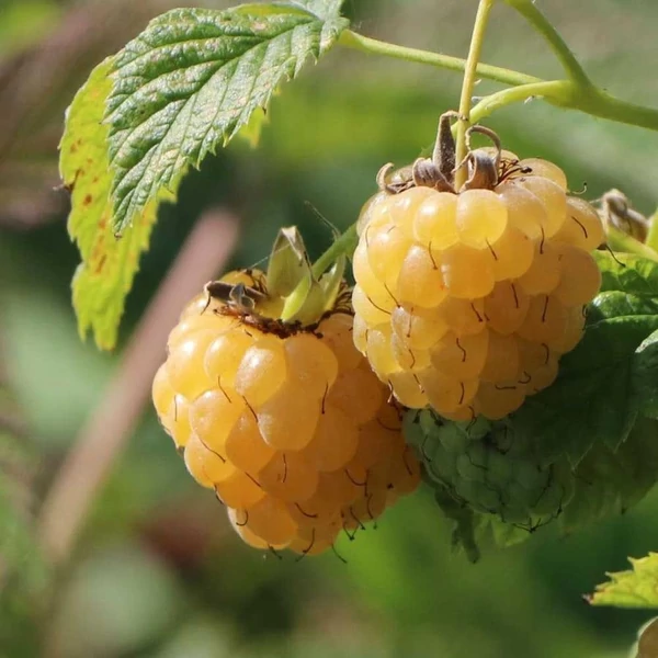 Rubus idaeus 'Golden Bliss' - Málna