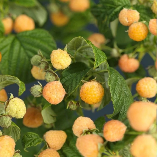 Rubus idaeus 'Golden Bliss' - Málna