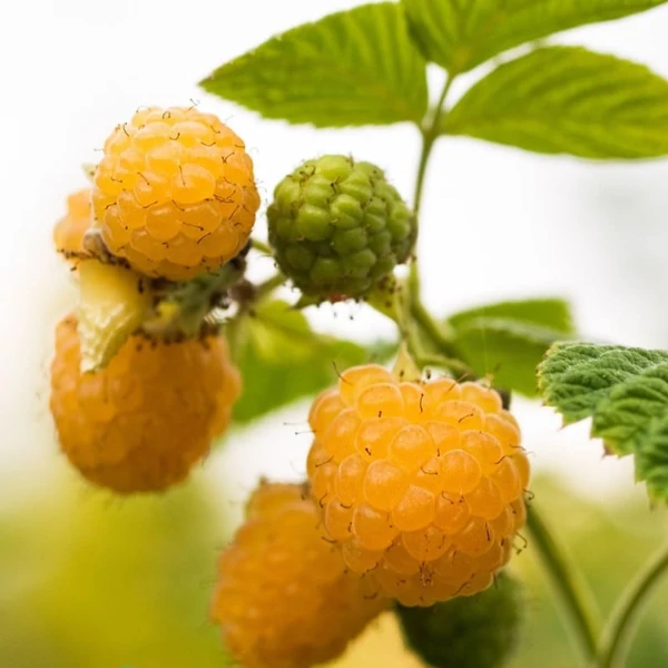 Rubus idaeus 'Golden Bliss' - Málna