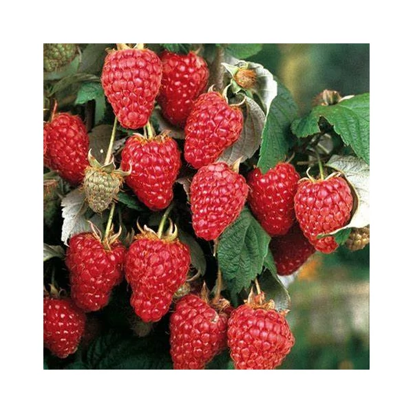 Rubus idaeus 'Heritage' - Málna