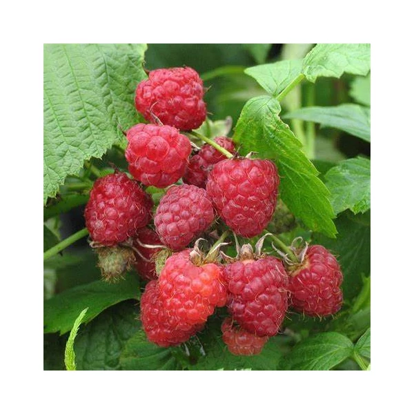 Rubus idaeus 'Heritage' - Málna