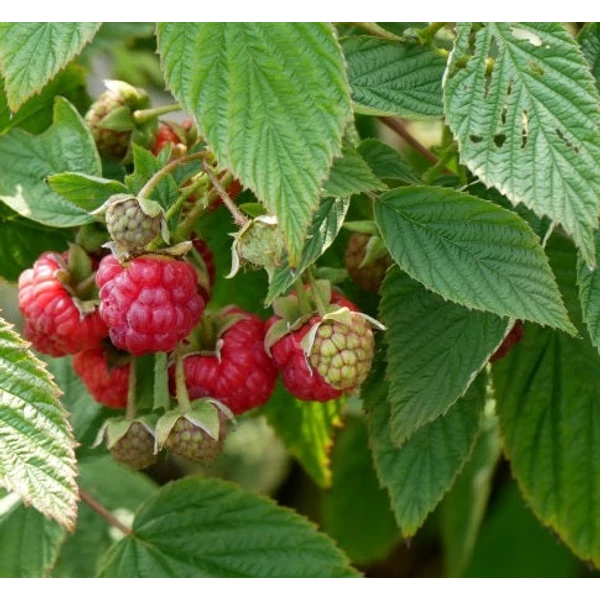 Rubus idaeus 'Heritage' - Málna