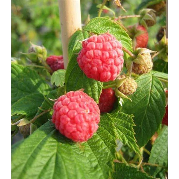 Rubus idaeus 'Heritage' - Málna