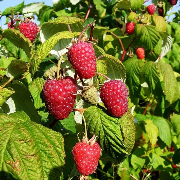 Rubus idaeus 'Polka' - Folytontermő málna
