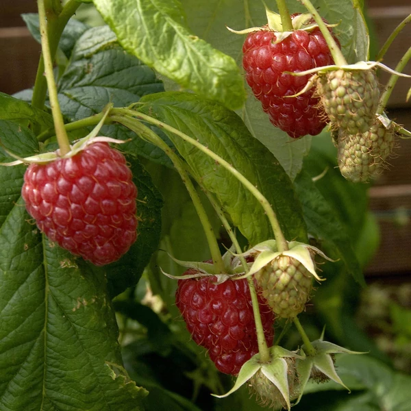 Rubus idaeus 'Polka' - Folytontermő málna