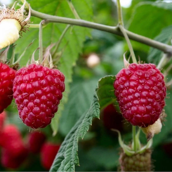 Rubus idaeus 'Polka' - Folytontermő málna