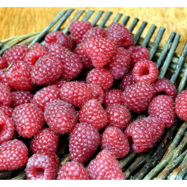 Rubus idaeus 'Polka' - Folytontermő málna