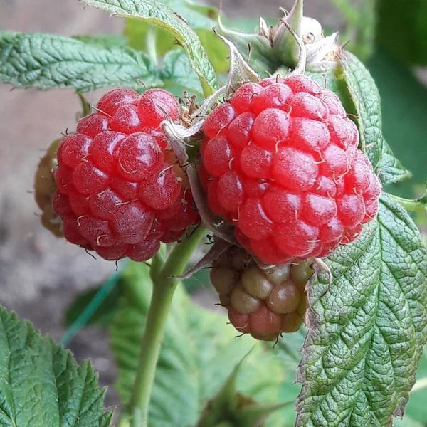 Rubus idaeus 'Blissy/Autumn Bliss' - Folytontermő málna, rezisztens