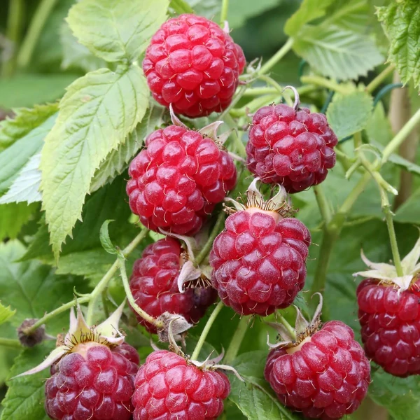 Rubus idaeus 'Blissy/Autumn Bliss' - Folytontermő málna, rezisztens