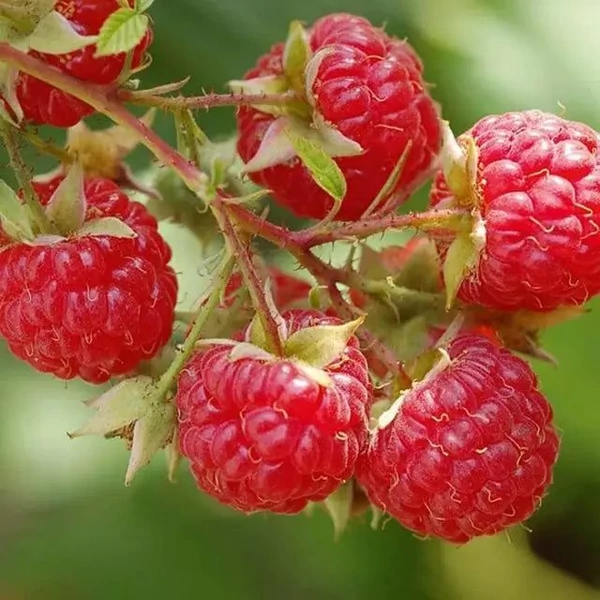 Rubus idaeus 'Blissy/Autumn Bliss' - Folytontermő málna, rezisztens