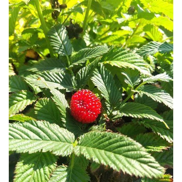 Rubus illecebrosus - Japán szamócamálna