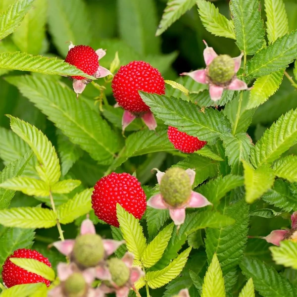 Rubus illecebrosus - Japán szamócamálna
