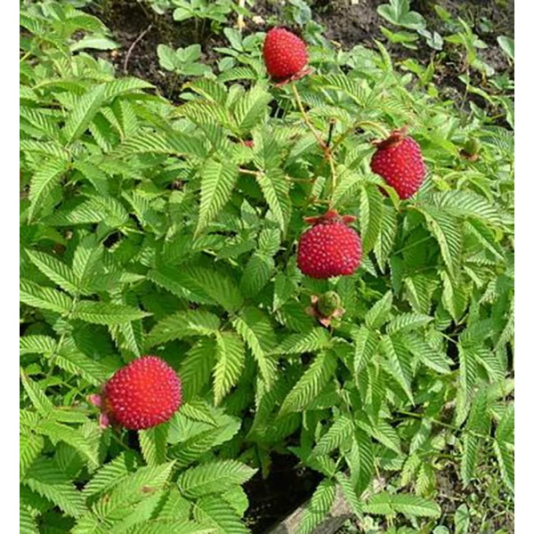 Rubus illecebrosus - Japán szamócamálna