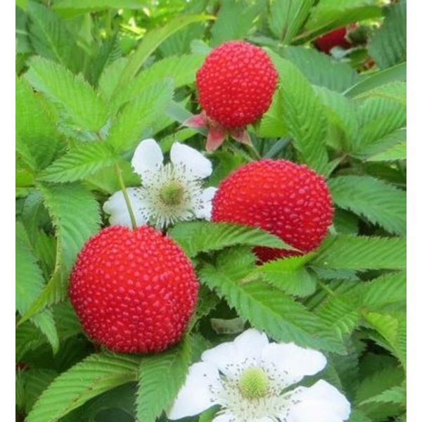 Rubus illecebrosus - Japán szamócamálna
