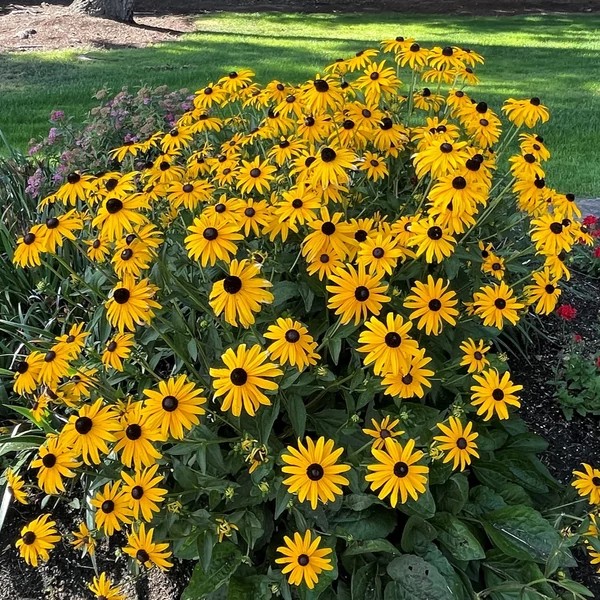 Rudbeckia fulgida 'Goldsturm' - Pompás kúpvirág