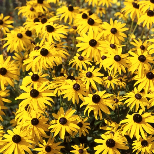 Rudbeckia fulgida 'Goldsturm' - Pompás kúpvirág