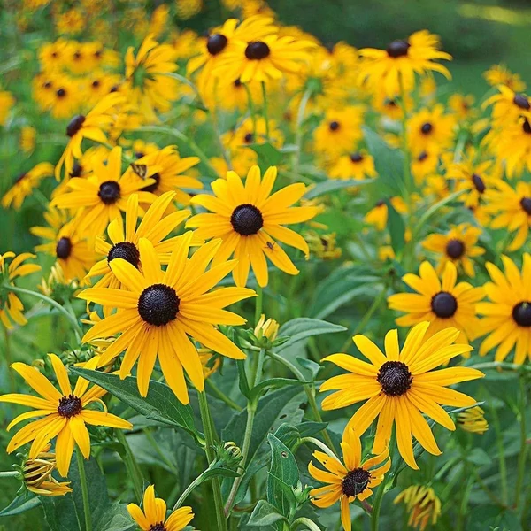 Rudbeckia fulgida 'Goldsturm' - Pompás kúpvirág