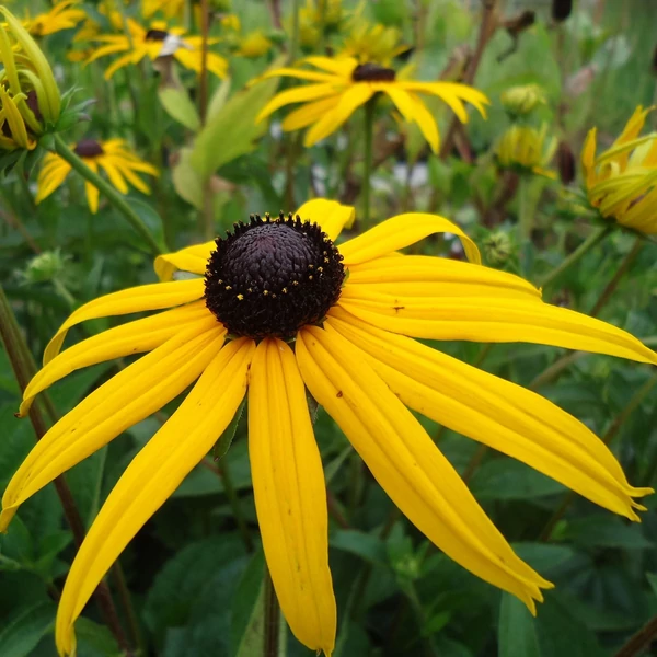 Rudbeckia fulgida 'Goldsturm' - Pompás kúpvirág