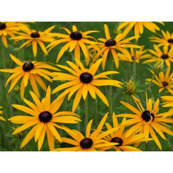 Rudbeckia fulgida var. deamii - Kúpvirág