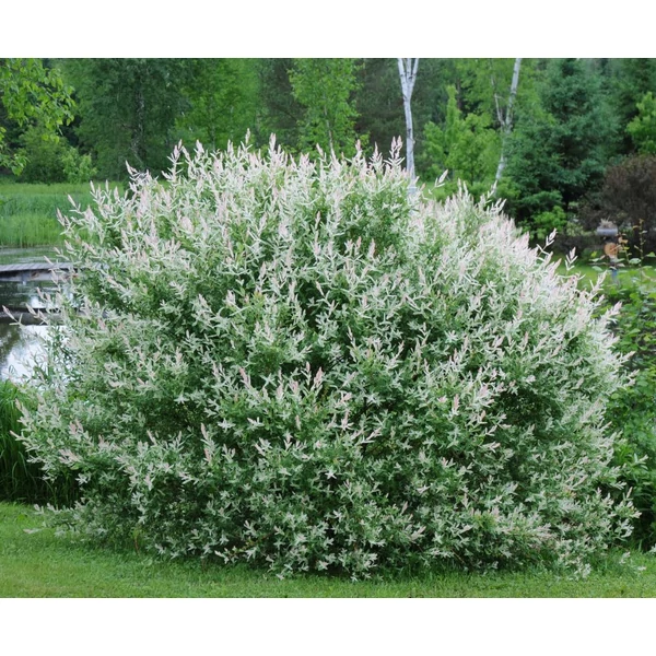 Salix integra 'Hakuro Nishiki' - Tarka levelű japán fűz, bokor