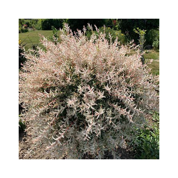 Salix integra 'Hakuro Nishiki' - Tarka levelű japán fűz, bokor