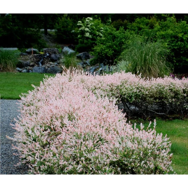 Salix integra 'Hakuro Nishiki' - Tarka levelű japán fűz, bokor