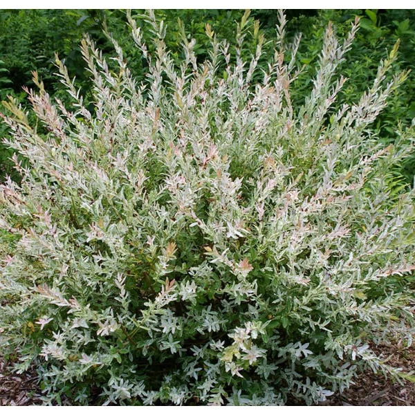 Salix integra 'Hakuro Nishiki' - Tarka levelű japán fűz, bokor